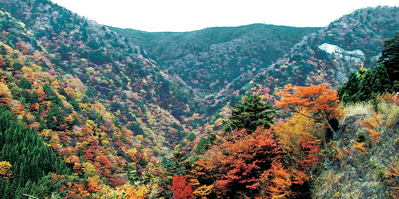 紅葉名所 高野龍神スカイライン